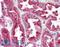 Structural Maintenance Of Chromosomes 4 antibody, LS-B2067, Lifespan Biosciences, Immunohistochemistry frozen image 