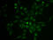 P-selectin glycoprotein ligand 1 antibody, LS-C331620, Lifespan Biosciences, Immunofluorescence image 