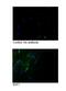 Endothelial Differentiation Related Factor 1 antibody, PA5-41467, Invitrogen Antibodies, Immunofluorescence image 