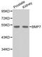 Bone Morphogenetic Protein 7 antibody, LS-C192283, Lifespan Biosciences, Western Blot image 