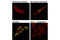 Minichromosome Maintenance Complex Component 2 antibody, 12958S, Cell Signaling Technology, Immunofluorescence image 