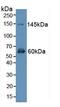 Erb-B2 Receptor Tyrosine Kinase 4 antibody, abx131141, Abbexa, Western Blot image 