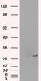 Serine/threonine-protein kinase PRKY antibody, CF500569, Origene, Western Blot image 