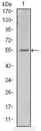 Activating Transcription Factor 2 antibody, NBP2-37639, Novus Biologicals, Western Blot image 