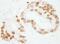 SUB1 Regulator Of Transcription antibody, NB100-59774, Novus Biologicals, Immunohistochemistry paraffin image 