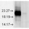 Crystallin Alpha A antibody, M01900, Boster Biological Technology, Western Blot image 