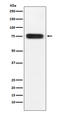 Adhesion G Protein-Coupled Receptor E5 antibody, M02982, Boster Biological Technology, Western Blot image 