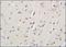 ACTR-IIB antibody, 251300, Abbiotec, Immunohistochemistry paraffin image 