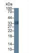 S100 Calcium Binding Protein A12 antibody, LS-C663650, Lifespan Biosciences, Western Blot image 