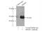 RNA Binding Motif Single Stranded Interacting Protein 1 antibody, 11061-2-AP, Proteintech Group, Immunoprecipitation image 