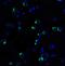 Programmed Cell Death 1 antibody, A00178-1, Boster Biological Technology, Immunofluorescence image 
