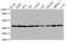 Malate Dehydrogenase 1 antibody, CSB-PA013621EA01HU, Cusabio, Western Blot image 