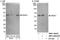 Serine/Threonine Kinase 17a antibody, NBP1-42693, Novus Biologicals, Western Blot image 
