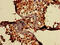 CD59 Molecule (CD59 Blood Group) antibody, CSB-PA004947YA01HU, Cusabio, Immunohistochemistry frozen image 