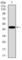 Forkhead Box C2 antibody, abx015863, Abbexa, Western Blot image 