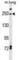 Inverted Formin, FH2 And WH2 Domain Containing antibody, abx029691, Abbexa, Western Blot image 