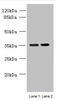 Cilia And Flagella Associated Protein 65 antibody, orb354263, Biorbyt, Western Blot image 
