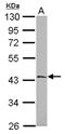Mitochondrial Calcium Uptake 2 antibody, NBP2-16278, Novus Biologicals, Western Blot image 
