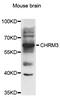 Cholinergic Receptor Muscarinic 3 antibody, abx006689, Abbexa, Western Blot image 
