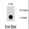 TSC Complex Subunit 2 antibody, abx031950, Abbexa, Immunofluorescence image 