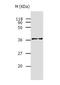 Aldose reductase antibody, TA323140, Origene, Western Blot image 