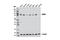 Ribonucleotide Reductase Catalytic Subunit M1 antibody, 8637P, Cell Signaling Technology, Western Blot image 