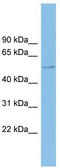 Clusterin Like 1 antibody, TA334530, Origene, Western Blot image 