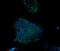 Desmoglein 2 antibody, 53-9159-80, Invitrogen Antibodies, Immunocytochemistry image 