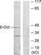 POU Class 3 Homeobox 1 antibody, GTX87936, GeneTex, Western Blot image 