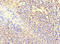 DNA Polymerase Beta antibody, CSB-PA018302LA01HU, Cusabio, Immunohistochemistry frozen image 