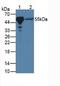 Peroxisome Proliferator Activated Receptor Gamma antibody, LS-C663641, Lifespan Biosciences, Western Blot image 