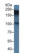 Tenascin C antibody, LS-C296593, Lifespan Biosciences, Western Blot image 