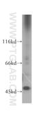 GTPase IMAP family member 5 antibody, 11068-1-AP, Proteintech Group, Western Blot image 
