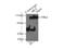 MCC Regulator Of WNT Signaling Pathway antibody, 11525-1-AP, Proteintech Group, Immunoprecipitation image 