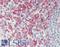 Endoplasmic Reticulum Metallopeptidase 1 antibody, LS-A9254, Lifespan Biosciences, Immunohistochemistry paraffin image 