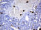 Homeobox D10 antibody, LS-C799788, Lifespan Biosciences, Immunohistochemistry paraffin image 
