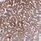 Androgen Induced 1 antibody, NBP2-38897, Novus Biologicals, Immunohistochemistry frozen image 