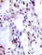 Insulin Like Growth Factor 2 antibody, MBS551011, MyBioSource, Immunohistochemistry frozen image 