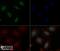 KOX-1 antibody, NBP2-59679, Novus Biologicals, Immunocytochemistry image 