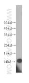 BolA-like protein 1 antibody, 18017-1-AP, Proteintech Group, Western Blot image 