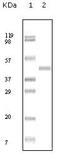 ABL Proto-Oncogene 2, Non-Receptor Tyrosine Kinase antibody, MA5-15330, Invitrogen Antibodies, Western Blot image 