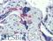 Zinc Finger Protein 71 antibody, LS-B4003, Lifespan Biosciences, Immunohistochemistry frozen image 