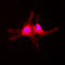 Serum/Glucocorticoid Regulated Kinase 1 antibody, GTX32413, GeneTex, Immunocytochemistry image 