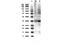 Thymidylate Synthetase antibody, A04320-2, Boster Biological Technology, Western Blot image 