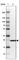 TPD52 Like 1 antibody, HPA027915, Atlas Antibodies, Western Blot image 