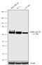 Paxillin antibody, 702386, Invitrogen Antibodies, Western Blot image 