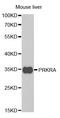 Protein Activator Of Interferon Induced Protein Kinase EIF2AK2 antibody, A5417, ABclonal Technology, Western Blot image 