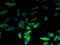 Lysophospholipase 2 antibody, orb376272, Biorbyt, Immunofluorescence image 