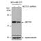 MCTS1 Re-Initiation And Release Factor antibody, NBP2-17242, Novus Biologicals, Western Blot image 