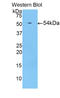 HIF1-alpha antibody, LS-C294552, Lifespan Biosciences, Western Blot image 